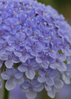 Didiscus, 'Blue Lace Flower'