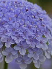 Load image into Gallery viewer, Didiscus, 'Blue Lace Flower'