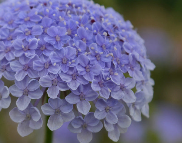 Didiscus, 'Blue Lace Flower'