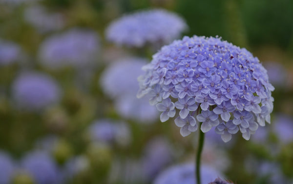 Didiscus, 'Blue Lace Flower'