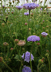 Didiscus, 'Blue Lace Flower'