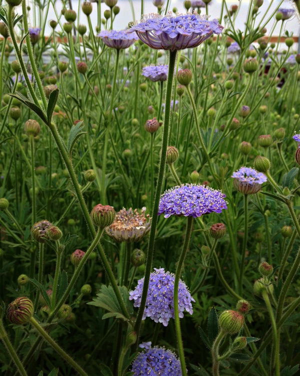 Didiscus, 'Blue Lace Flower'