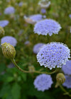 Didiscus, 'Blue Lace Flower'