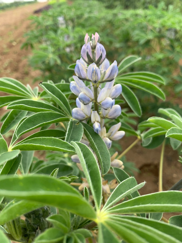 Sweet Lupine, 'Dieta'