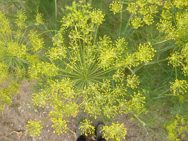 Dill, 'Goldkrone'