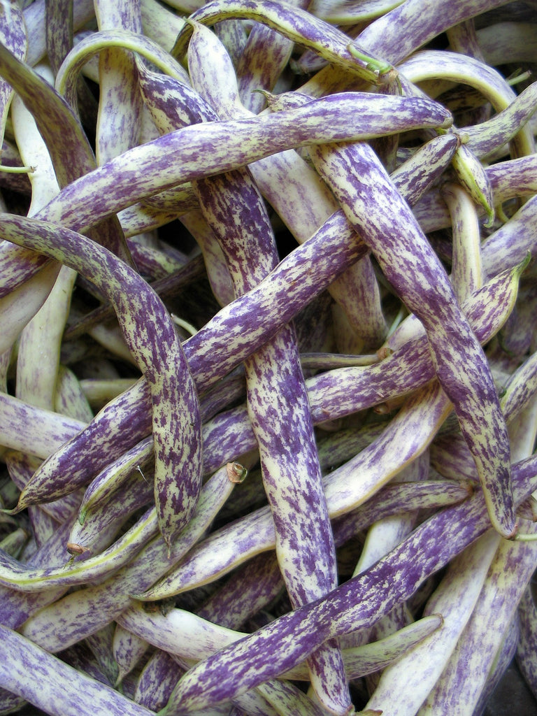 dragonbean_1024x1024.jpg?v=