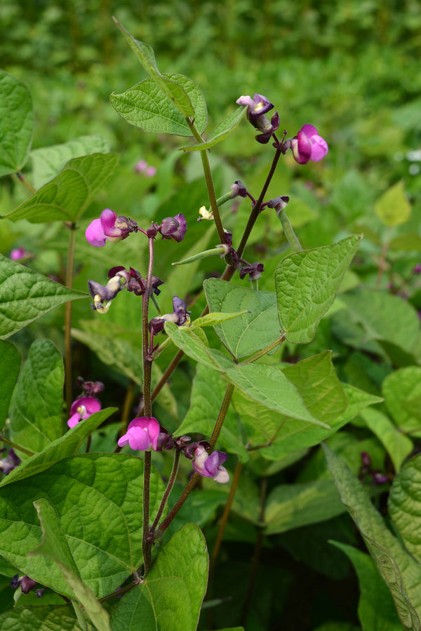 Bean, Bush Snap, 'Blooming Prairie'