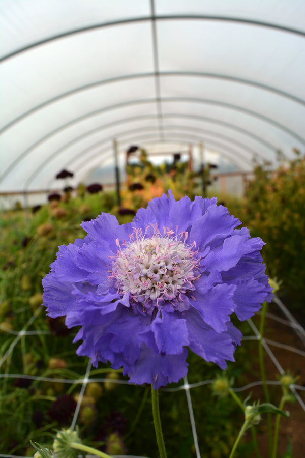 Scabiosa, 'Fama Deep Blue'