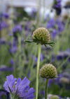 Scabiosa, 'Fama Deep Blue'