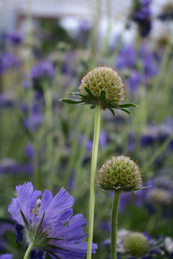 Scabiosa, 'Fama Deep Blue'
