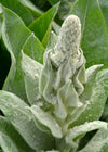 Verbascum, 'Arctic Summer'