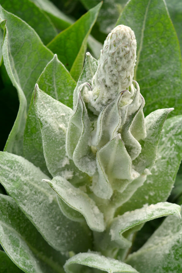 Verbascum, 'Arctic Summer'