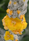 Verbascum, 'Arctic Summer'