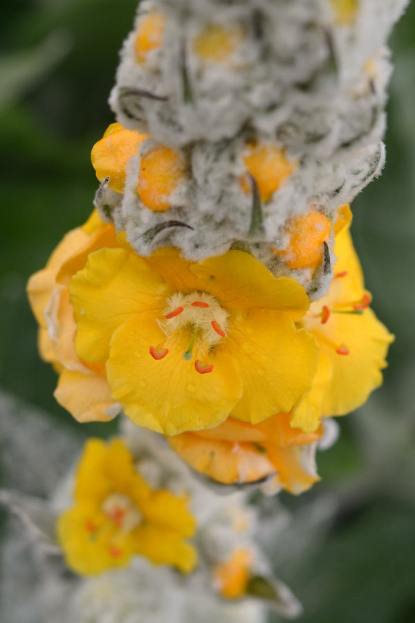 Verbascum, 'Arctic Summer'