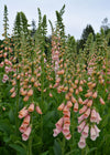 Foxglove, 'Apricot Beauty'