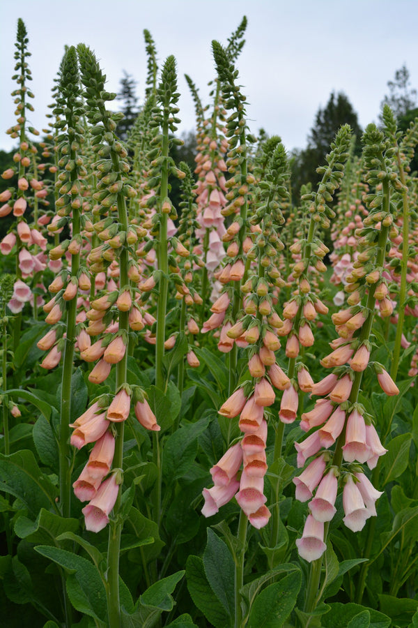 Foxglove, 'Apricot Beauty'