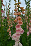 Foxglove, 'Apricot Beauty'