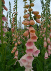 Foxglove, 'Apricot Beauty'