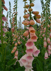 Foxglove, 'Apricot Beauty'