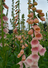 Foxglove, 'Apricot Beauty'