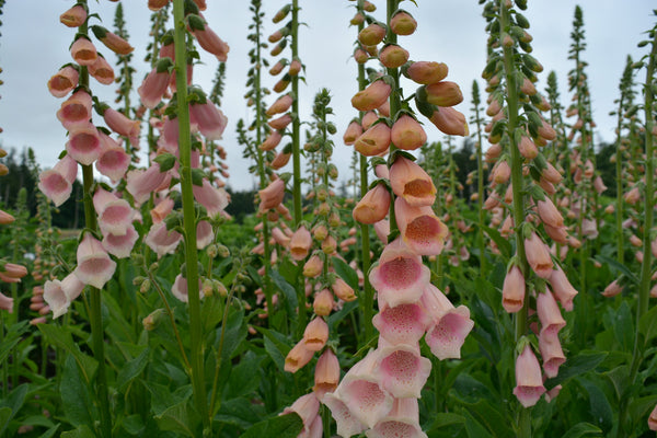 Foxglove, 'Apricot Beauty'