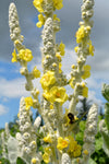 Verbascum, 'Arctic Summer'