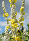 Verbascum, 'Arctic Summer'