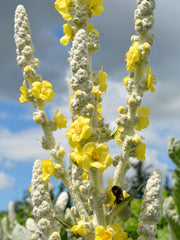 Load image into Gallery viewer, Verbascum, 'Arctic Summer'