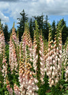 Foxglove, 'Apricot Beauty'