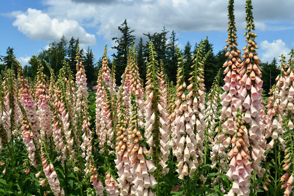 Foxglove, 'Apricot Beauty'