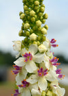 Verbascum, 'Phoenician Mullein'