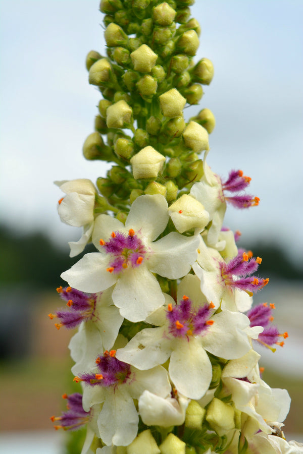 Verbascum, 'Phoenician Mullein'