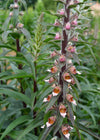 Foxglove, 'Café Crème'