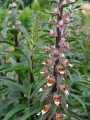 Load image into Gallery viewer, Foxglove, 'Café Crème'