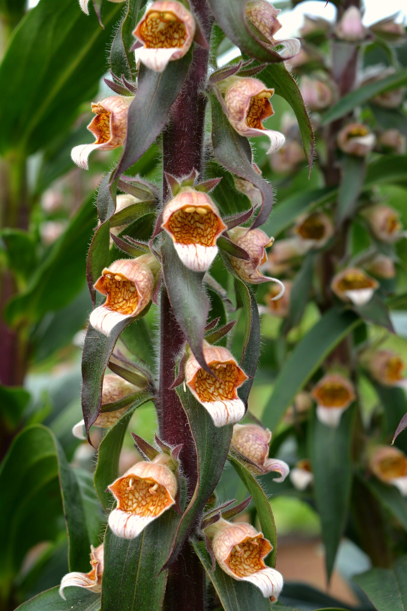Foxglove, 'Café Crème'