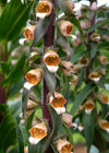 Foxglove, 'Café Crème'