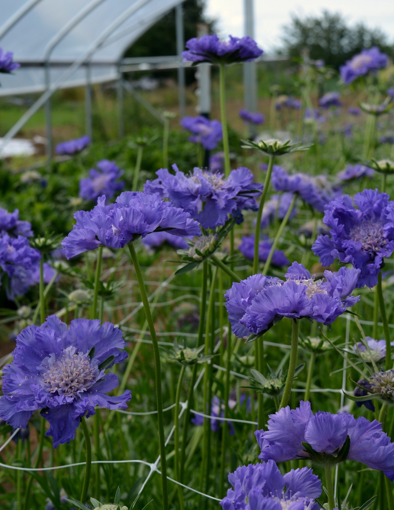 Scabiosa, 'Fama Deep Blue'