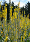 Verbascum, 'Arctic Summer'