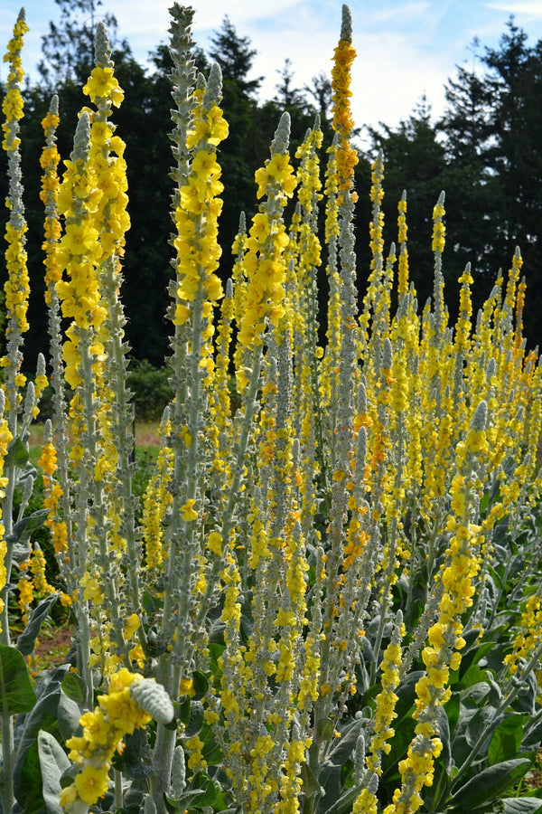 Verbascum, 'Arctic Summer'