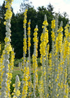 Verbascum, 'Arctic Summer'