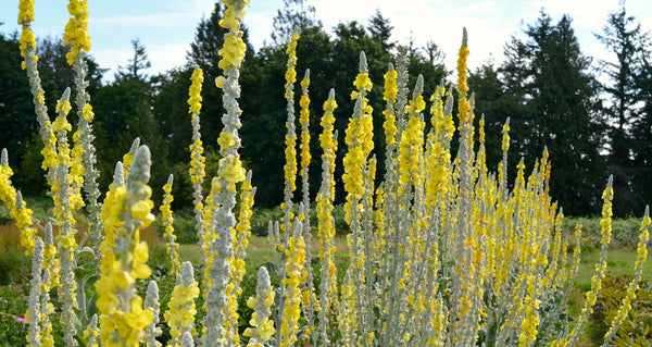 Verbascum, 'Arctic Summer'