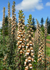 Foxglove, 'Café Crème'