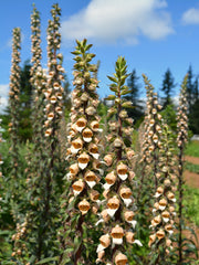 Load image into Gallery viewer, Foxglove, 'Café Crème'