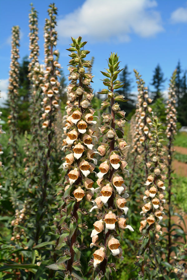 Foxglove, 'Café Crème'