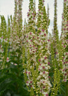 Verbascum, 'Phoenician Mullein'