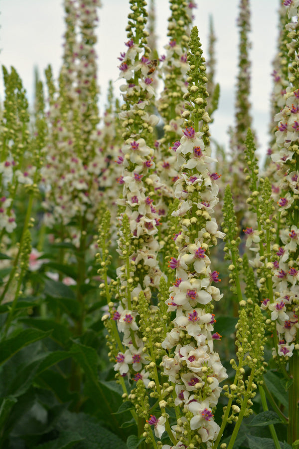 Verbascum, 'Phoenician Mullein'