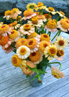 Zinnia, 'Zinderella Peach'