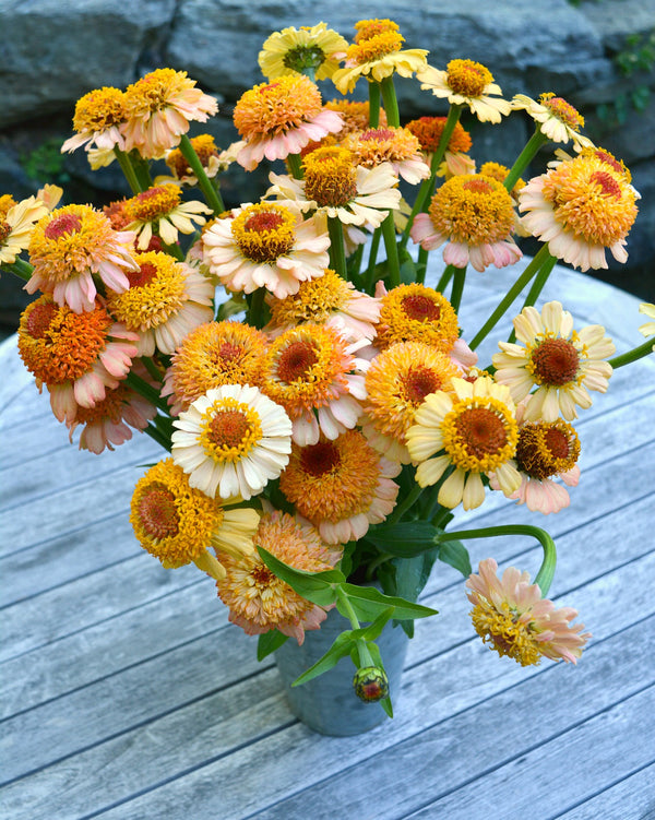 Zinnia, 'Zinderella Peach'