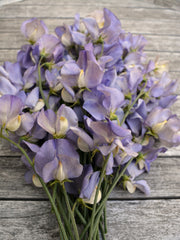 Load image into Gallery viewer, Sweet Pea, 'Kingfisher'