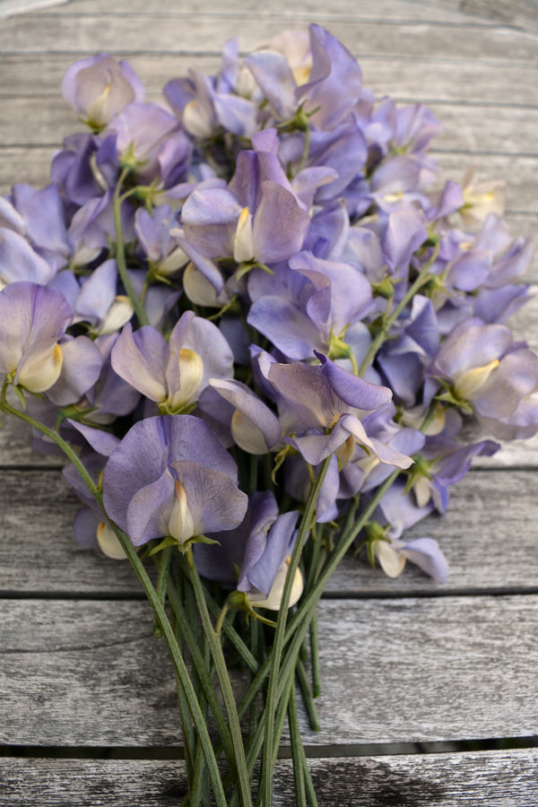 Sweet Pea, 'Kingfisher'